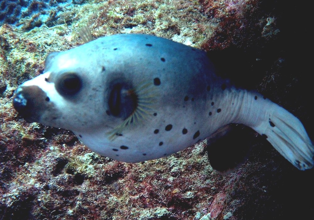 Blackspotted Puffer Yellow Spotted Puffer Fish