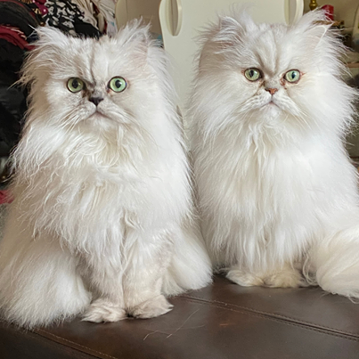 Education, Learning, and Enjoyment of Persian Cats