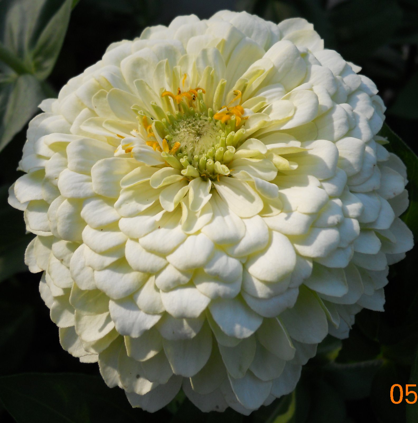 Home Garden Zinnias Zinnias Zinnias
