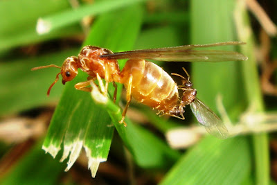 النمل اثناء التزاوج