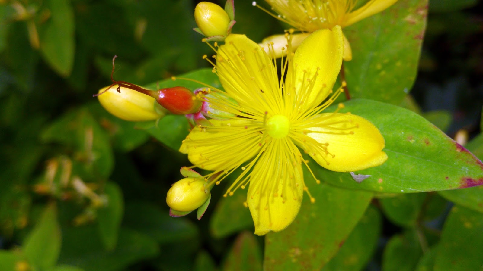 Vademecum Interesting Plants Hypericum Dziurawiec (gatunki