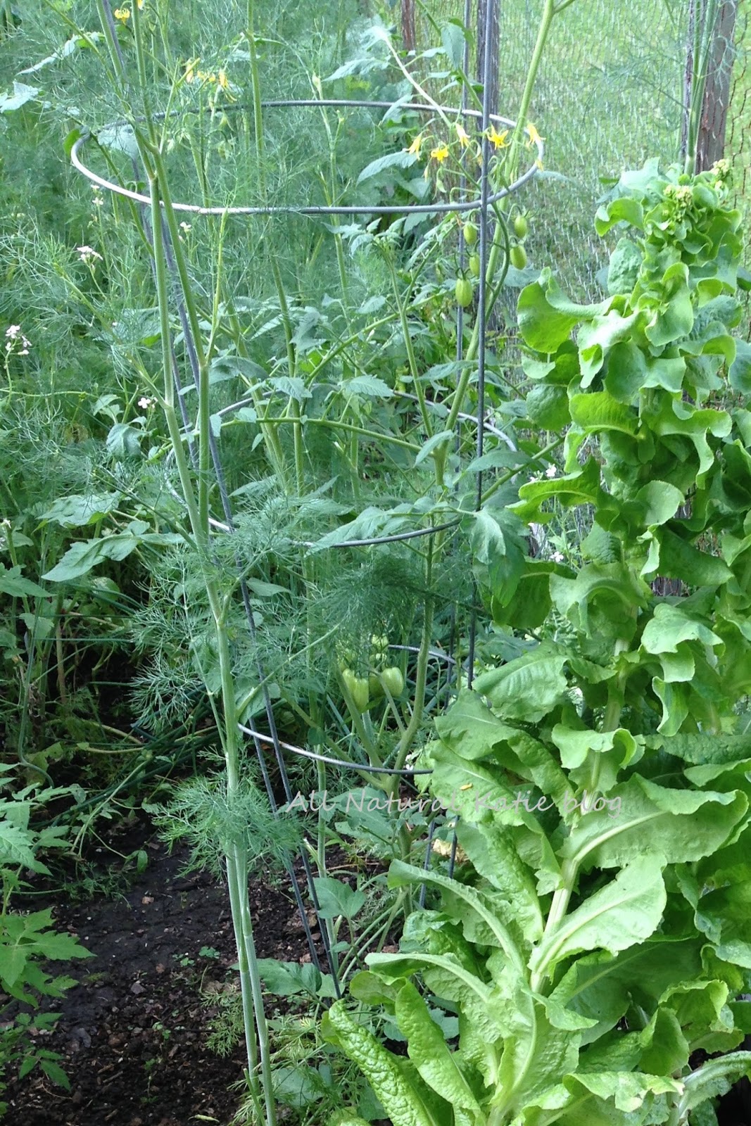 All Natural Katie Garden Tomatoes DO Grow Under Black Walnut Trees