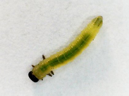 comma caterpillar