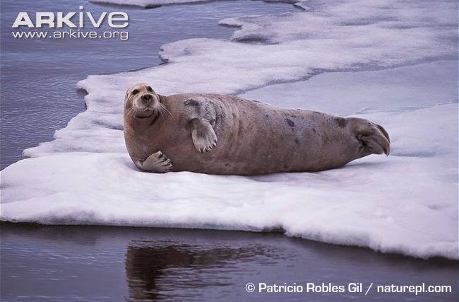 Mam feros Y Marsupiales Mammals Of The Earth Foca Barbuda Erignathus mam-feros-y-marsupiales-mammals-of-the-earth-foca-barbuda-erignathus