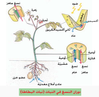 موسوعة العلم التركيب الضوئي