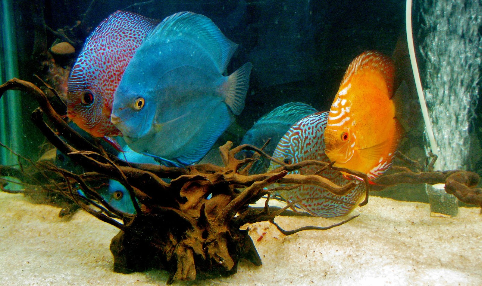 8 Jenis Ikan Hias Air Tawar Yang Cocok Di Aquarium, No 3 Paling Mahal jpg (1600x952)