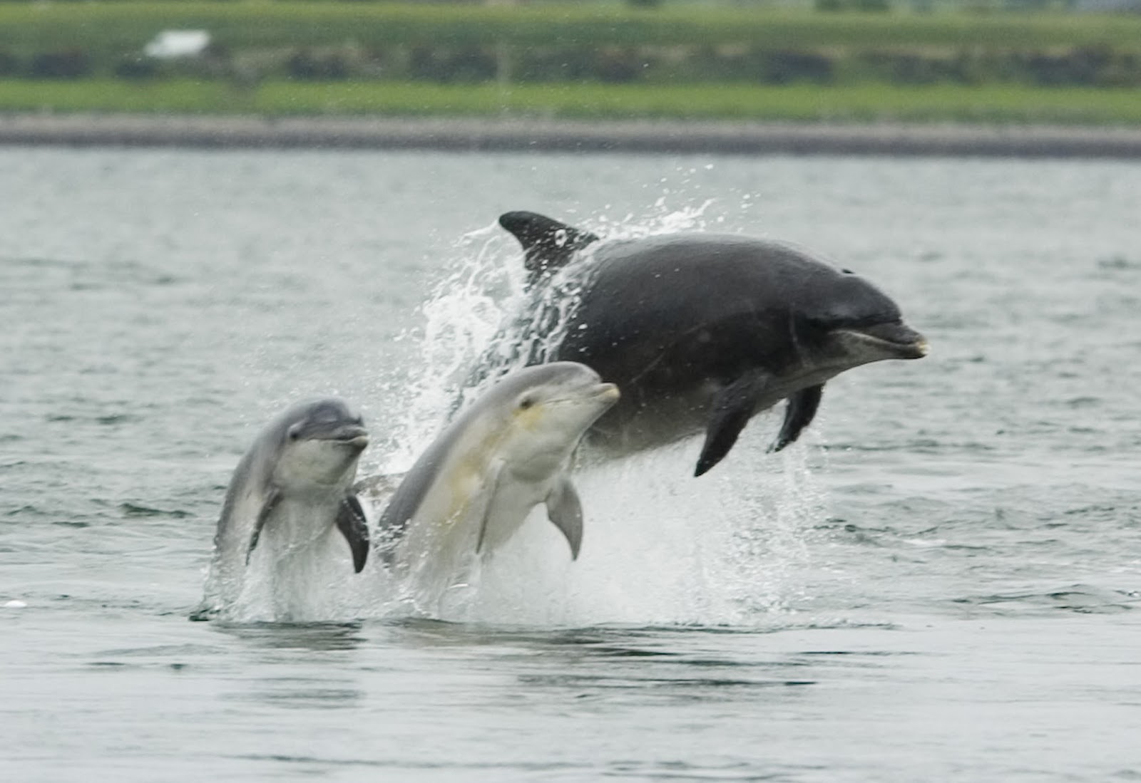 Bottlenose Dolphin Facts and Photographs | The Wildlife