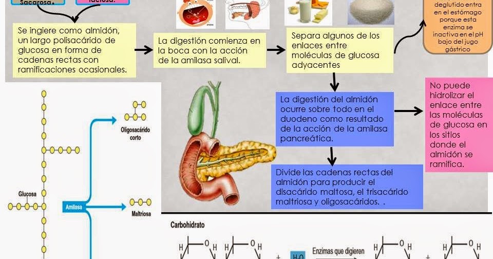 Enzimas frenada los alimentos en nutrientes. Sistemas digestivos TRABAJOS infografía ilustrativa