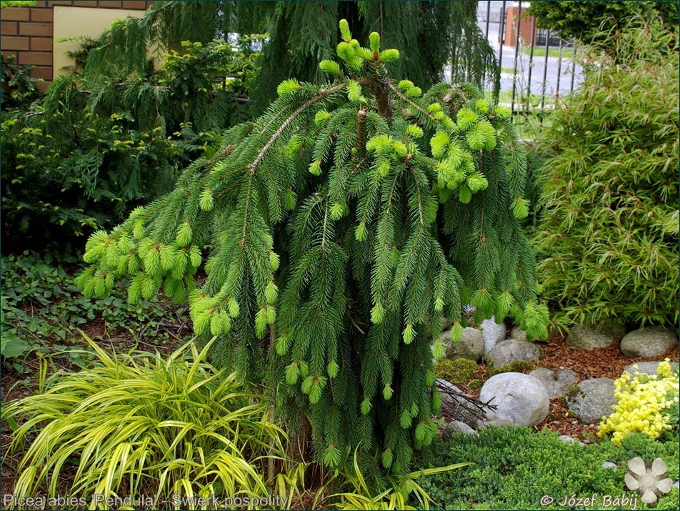 Picea abies 'Pendula' - Świerk pospolity 'Pendula'