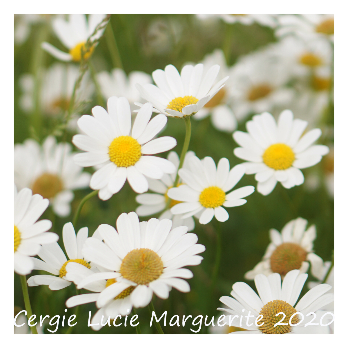 jardin de marguerite Marguerite