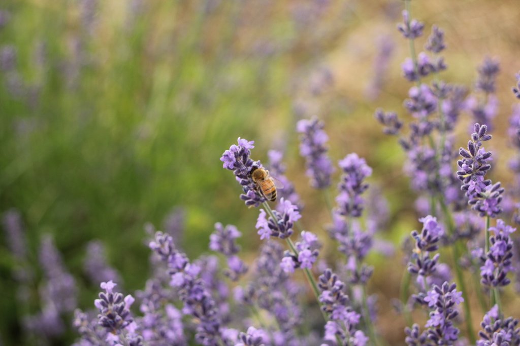 Lavender Honey Bees The Lavender Apple