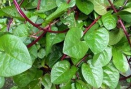 daun binahong untuk diabetes cara merebus daun binahong, resep daun binahong untuk diabetes, daun binahong untuk luka diabetes, aturan minum daun binahong, efek samping konsumsi daun binahong, khasiat daun binahong untuk rematik, makan daun binahong mentah, cara mengkonsumsi daun binahong untuk kesehatan