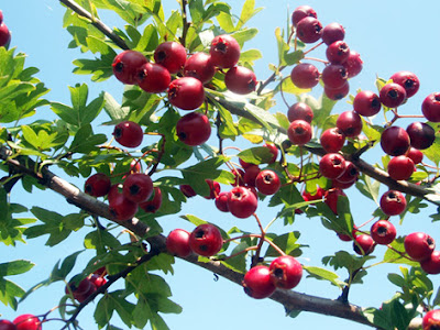 fruto del espino albar