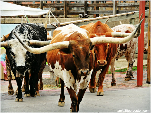 Fort Worth Stockyards: Texas Longhorn