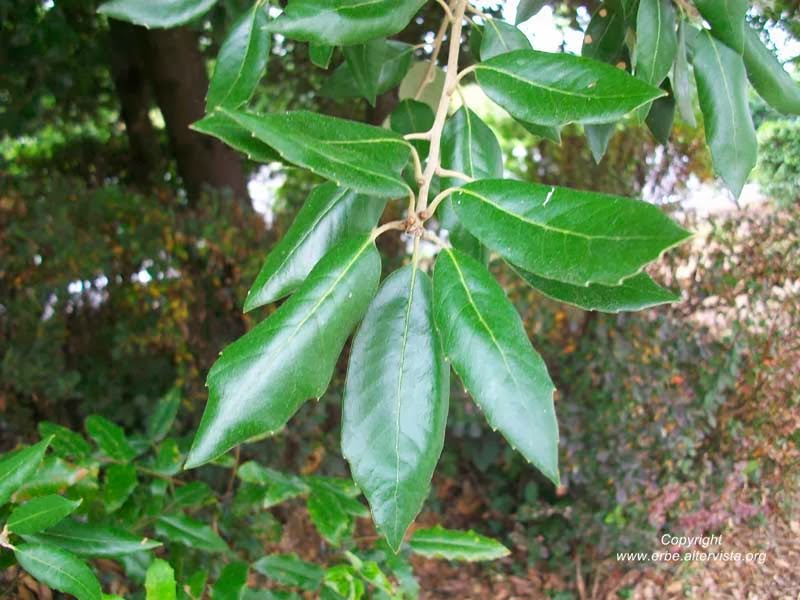 Trees Quercus ilex Holm Evergreen Oak