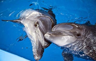 Дельфинарии опасны для жизни
