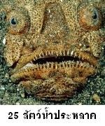 25 สัตว์น้ำรูปร่างหน้าตาประหลาด