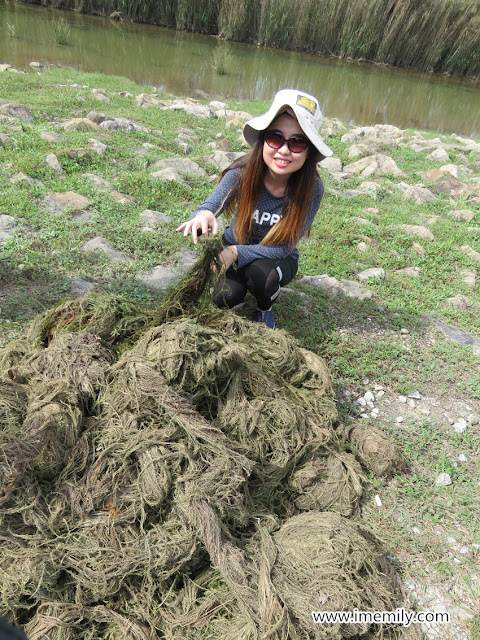 Green Lung of the City @ Putrajaya Wetland Park
