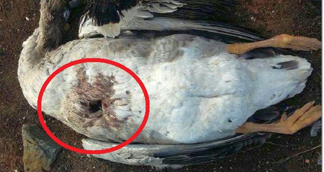Κάτι παράξενο συνέβη στη Βραζιλία, κάτι σκότωσε 60 χήνες και πάπιες και έβγαλε τις καρδιές τους!!