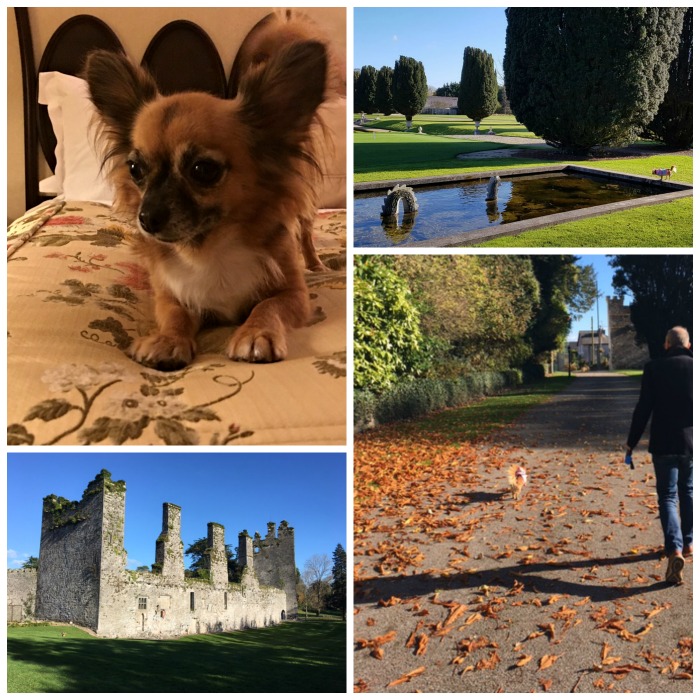 Discovering Dog Friendly Ireland Castlemartyr Hotel Cork