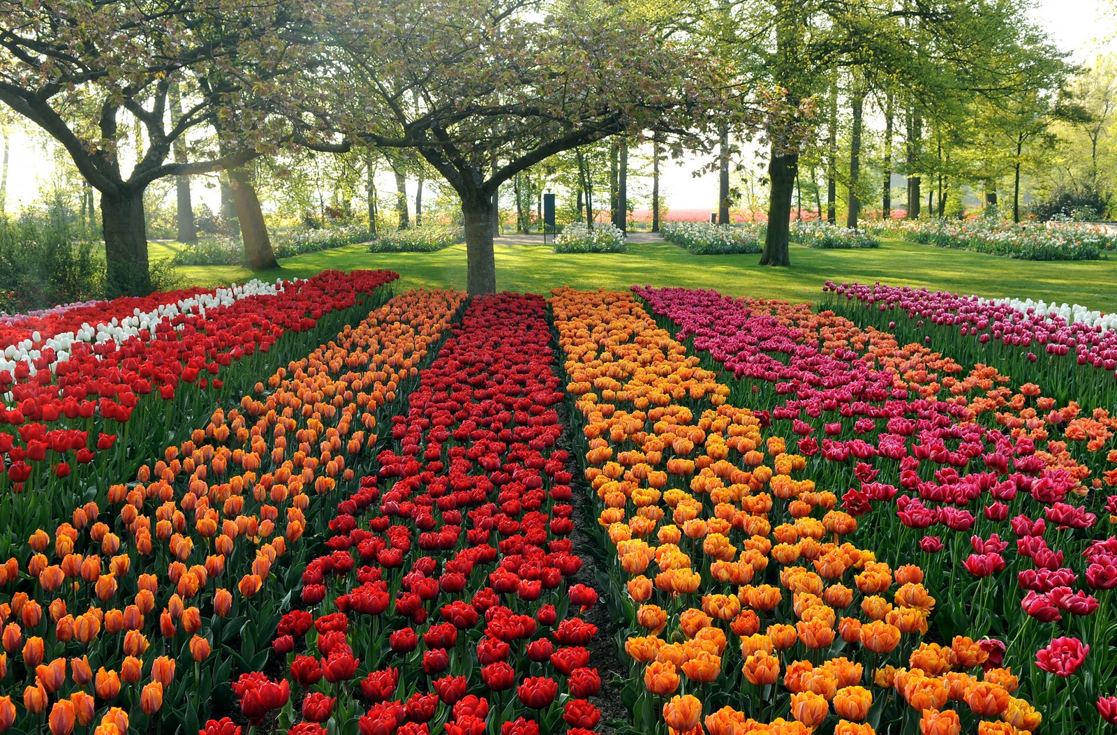 Exciting Color Colorful Keukenhof Tulip Gardens10