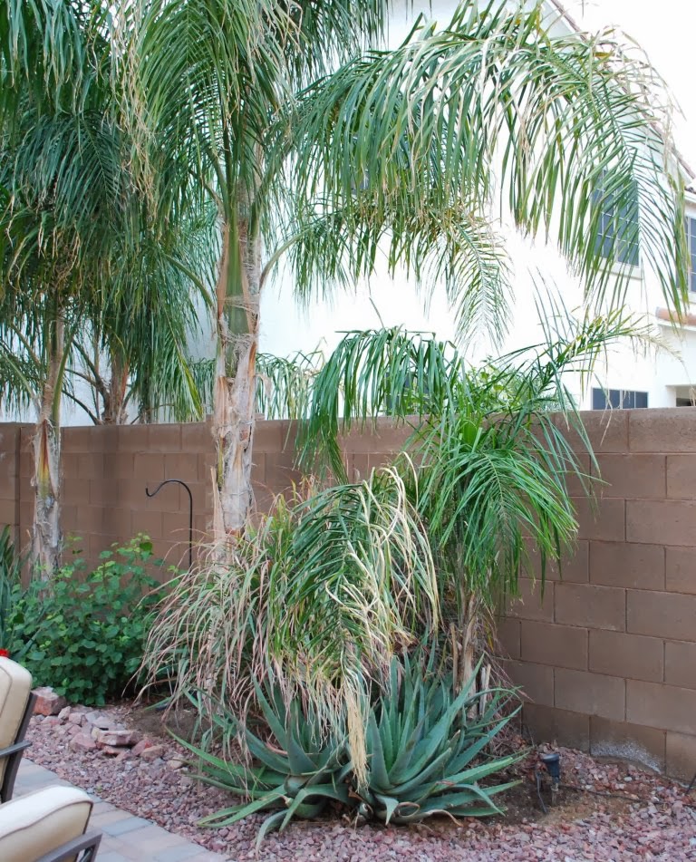 Arizona Backyard Palm Trees Queen Palm