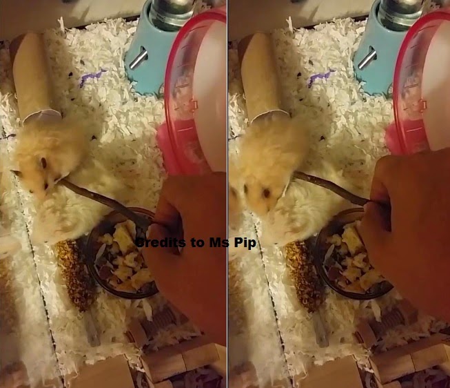 Tinky Hamstery, adoption , Buy hamster in singapore