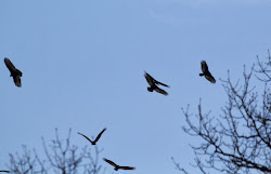 vultures flying blackstone flight massachusetts central looking