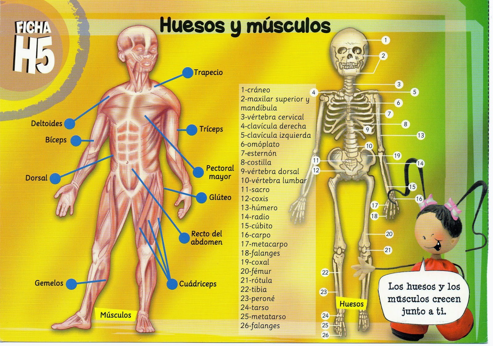 remedioef huesos y músculos; 5º primaria