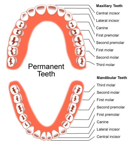 Human Adult Teeth 39