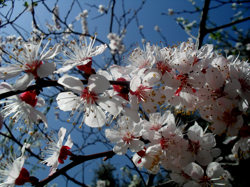 PHOTO Apricot tree blossoms