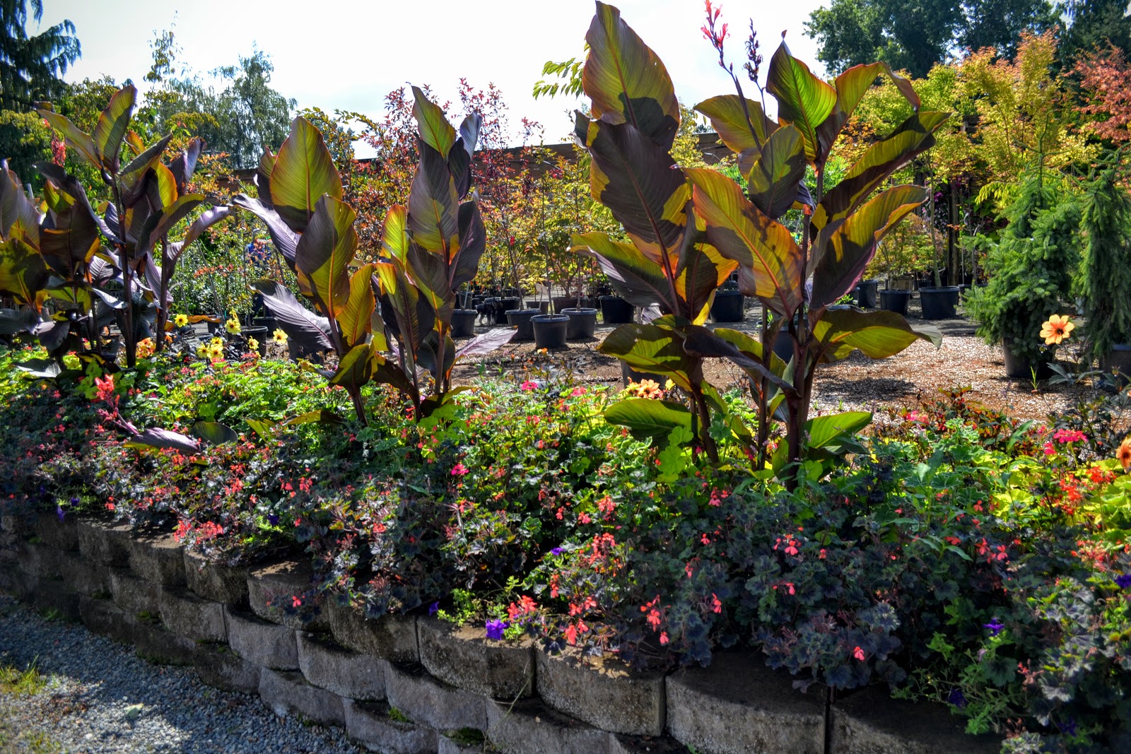 The Outlaw Gardener Vassey's Big September Sale Starts Today!