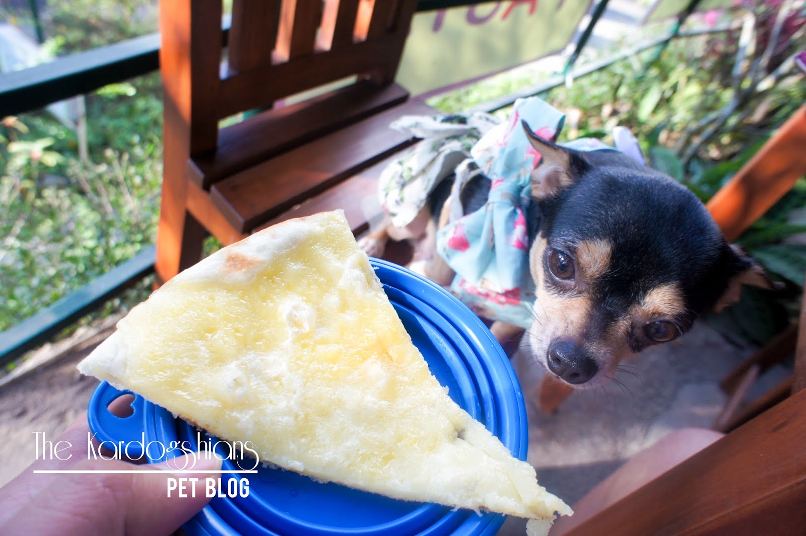 places to eat dog friendly near me