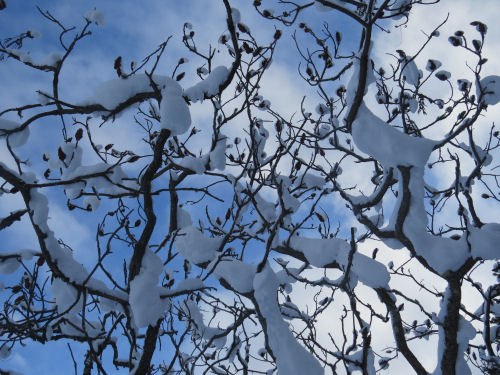 sky through snowy sumac branches