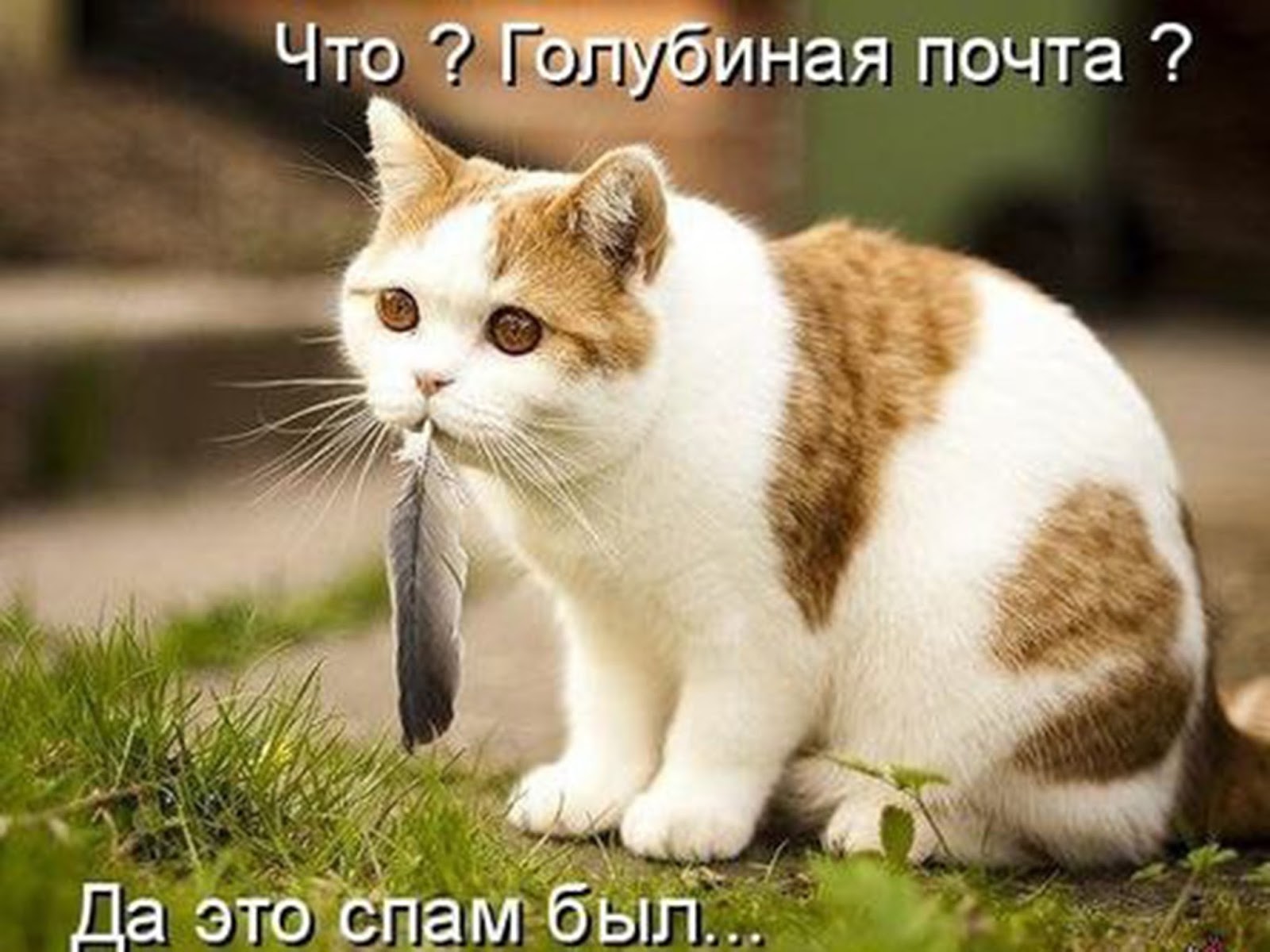 Кошка ест птицу. Кот съел птичку. Коты демотиваторы. Кот съел птичку прикол.