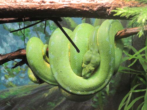 Green Tree Python Green Tree Python