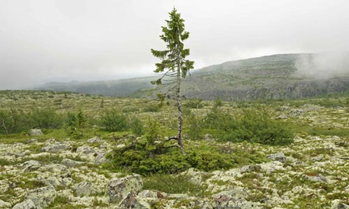 pohon tertua di dunia