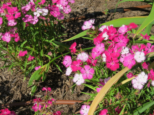 sweet william