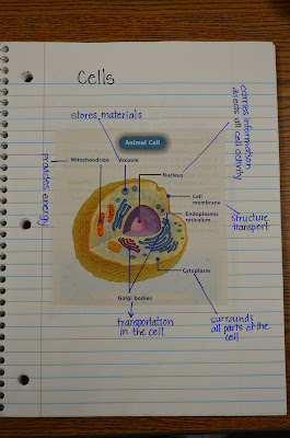 dandelions and dragonflies: Simply Science Interactives