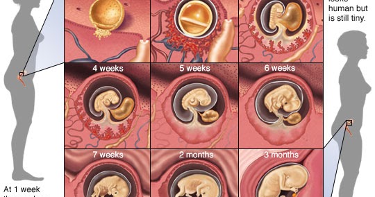 Ciri Ciri Hamil 1 Bulan Yang Sering Tidak Disadari - Riset