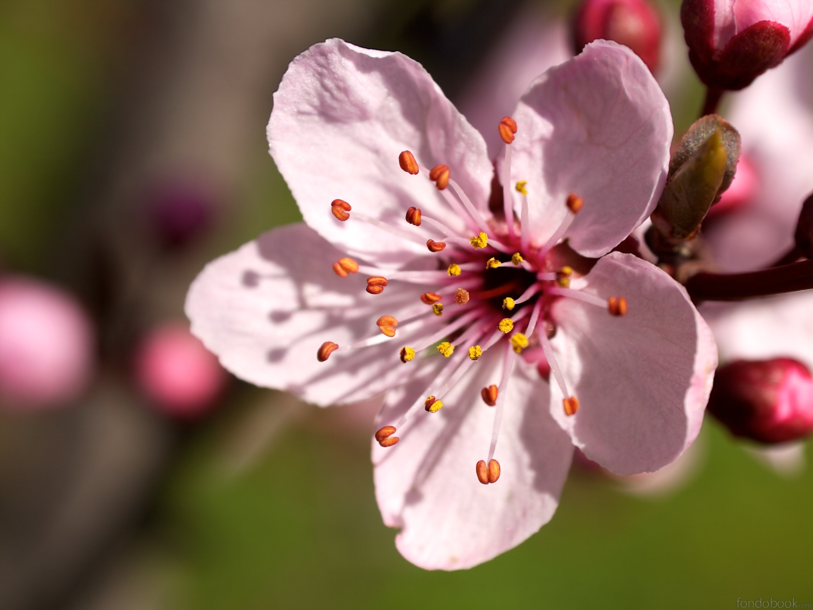 Resultado de imagen de flor de cerezo