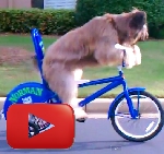 Perro subido en bicicleta