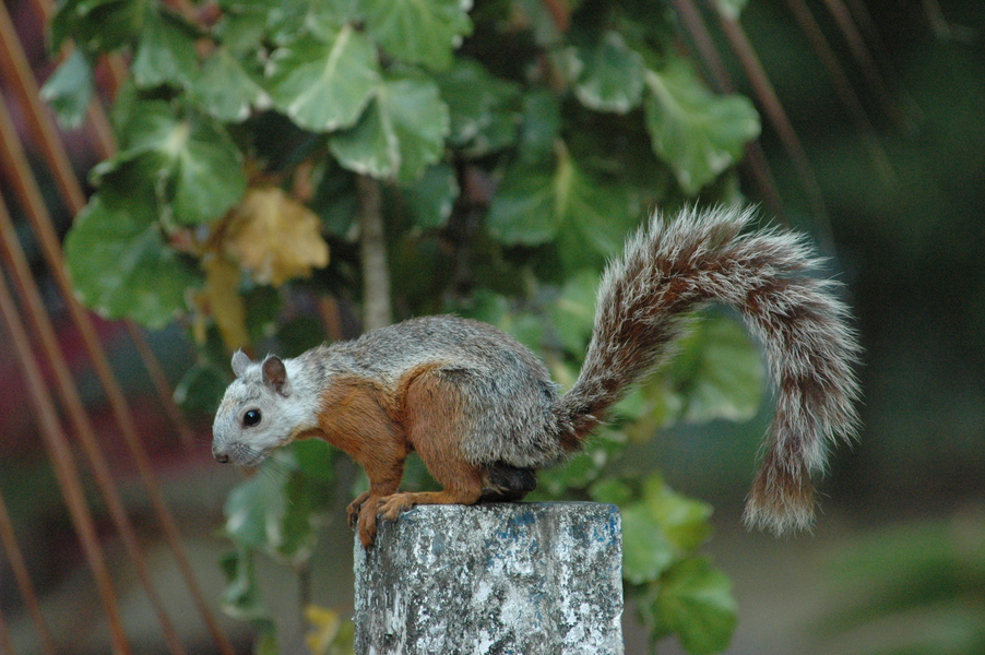 Critter Sitter's Blog Squirrels Around the World Photos