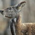 'Vampire' Deer ?! 5 South Korean Animals You May See at the 2018 Winter Olympics