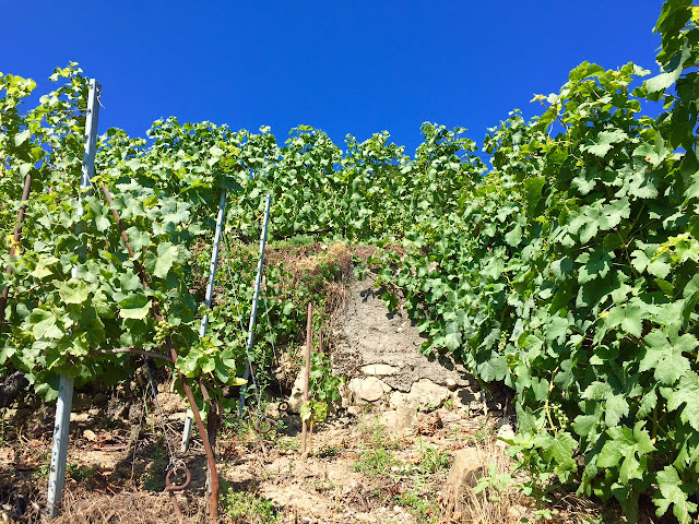 Lavaux Vineyard Terraces Switzerland wine tasting 