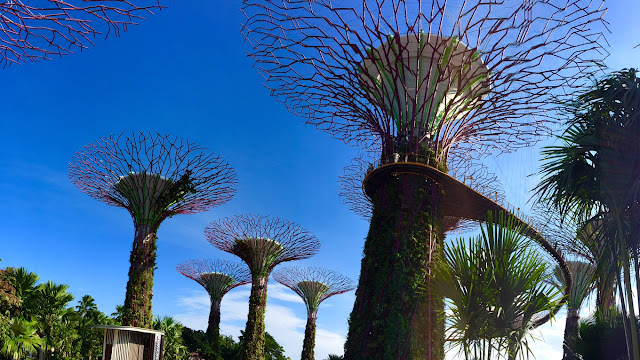 gardens by the bay singapore Supertree Grove 