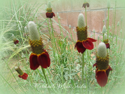Patchouli Moon Studio~Mexican Hat flowers