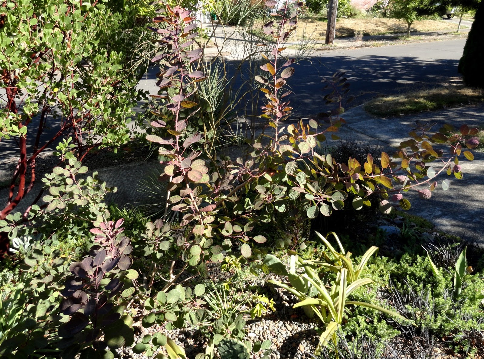 Drought Tolerant And Beautiful Silver And Blue Shrubby Germander