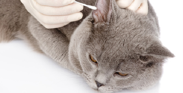 Get Rid of Ear Mites in Cat Get Rid of Ear Mites in Cat