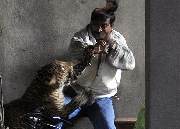 leopard+attack+india.jpg